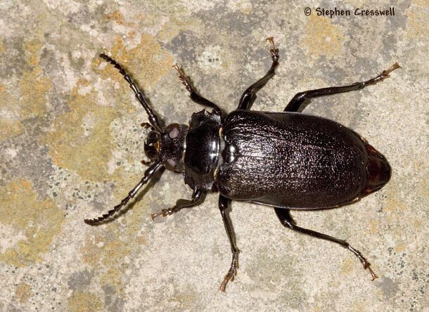 Horned Beetles Pictures