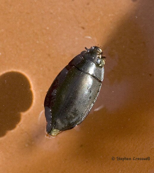 Dineutes sp., Whirligig Beetle photo