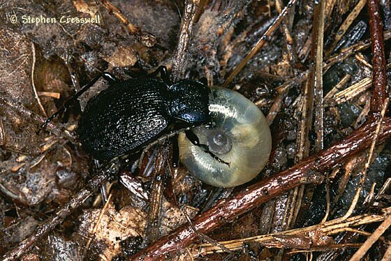 Beetle eating snail, Carabidae: Carabus sp.