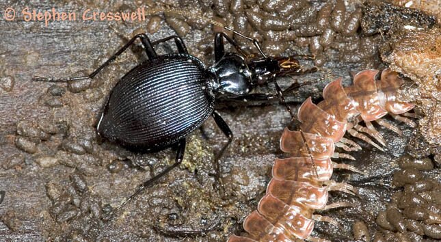 Scaphinotus, beetle image from the family Carabidae