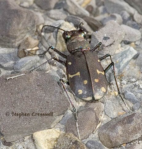 Cicindela duodecimguttata, Twelve-Spotted Tiger Beetle photo