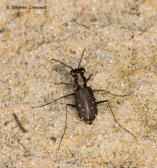 Cicindela punctulata, Punctured Tiger Beetle photo