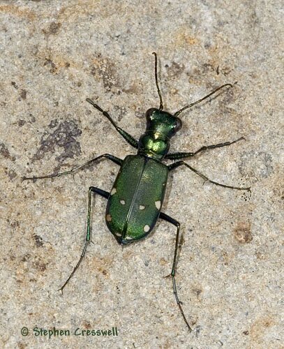 Cicindela sexguttata, Six-Spotted Tiger Beetle photo