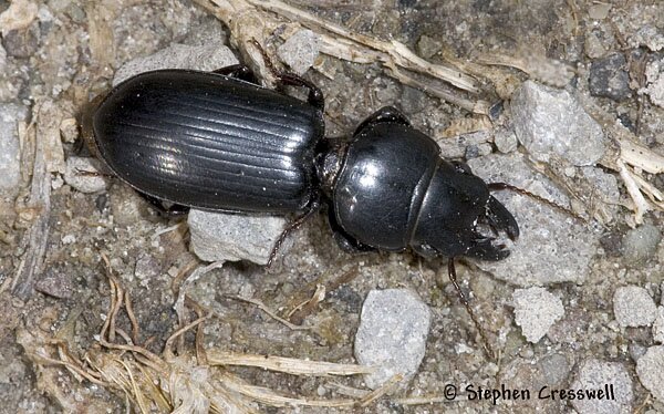 Scarites subterraneus image, Ground Beetle