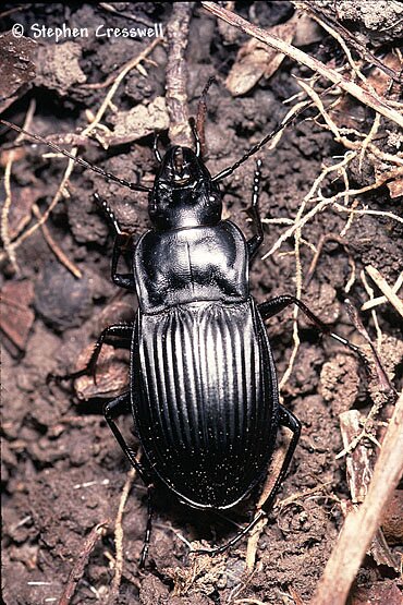 Dicaelus sp., Ground Beetle photo