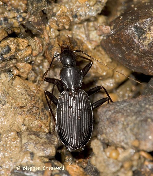 Platynus angustatus, Ground Beetle photo