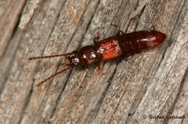 Siagonium punctatum, Rove Beetle photo