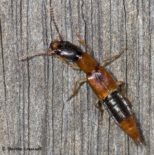 Homaeotarsus bicolor, Two-Colored Rove Beetle