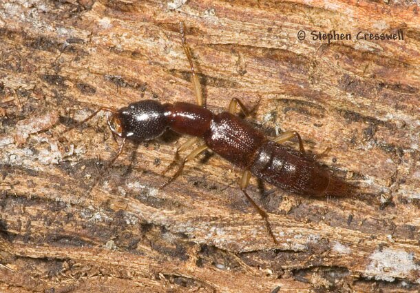 Homaeotarsus strenuus photo, Rove Beetle