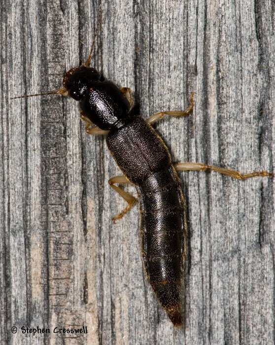 Pinophilus latipes, Rove Beetle