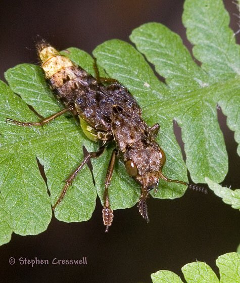 Gold and Brown Rove Beetle photo, Ontholestes cingulatus
