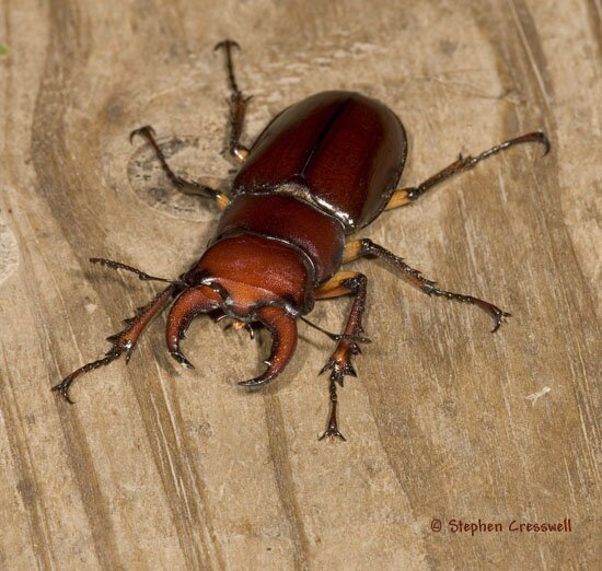 Lucanus capreolus, Reddish-Brown Stag Beetle photo`