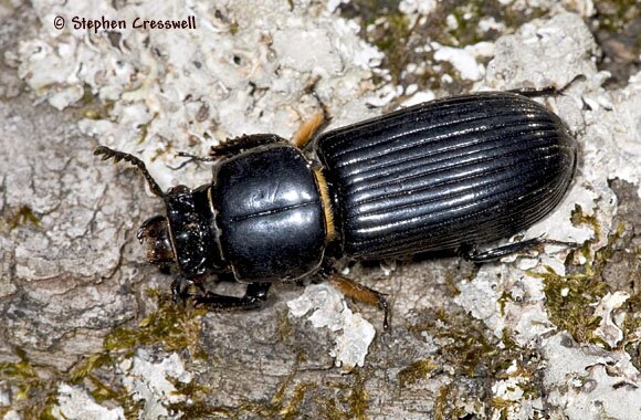 Odontotaenius disjunctus photo, Bess Beetle