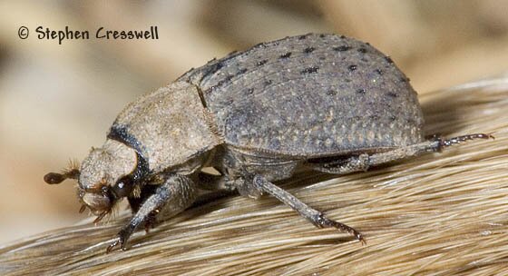 Genus Trox photo, Hide Beetles