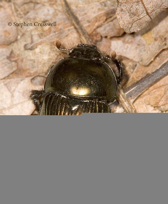 Geotrupes splendidus photo, Splendid Earth-boring Dung Beetle