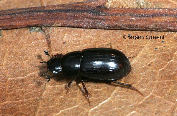 Aphodius sp., Aphodiine Dung Beetle photo