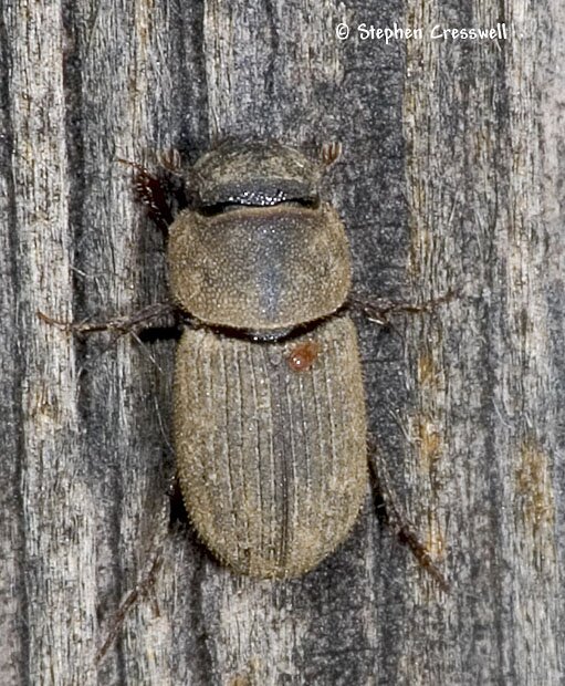 Ataenius imbricatus, Dung Beetle image