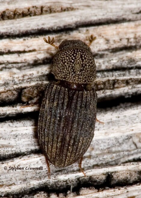 Dialytes striatulus, Aphodiine Dung Beetle photo
