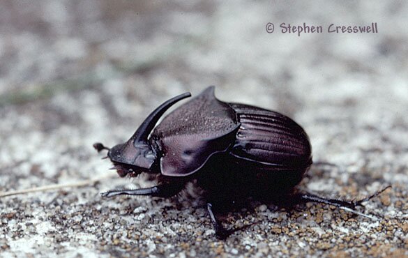Phanaeus triangularis, Dung Beetle photo