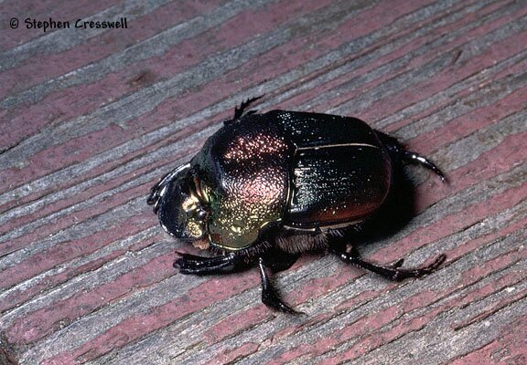 Phanaeus vindex, Rainbow Scarab photo