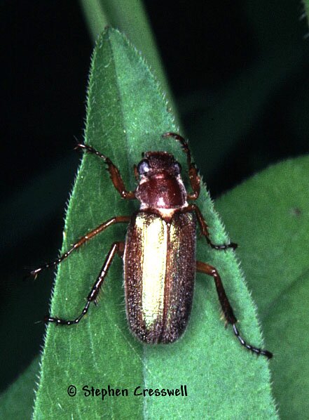 Dichelonyx sp., Chafer photo