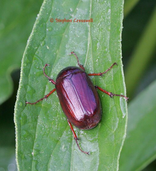 Phyllophaga sp., May Beetles photo