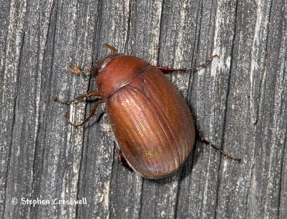 Serica sp., Scarab Beetle photo