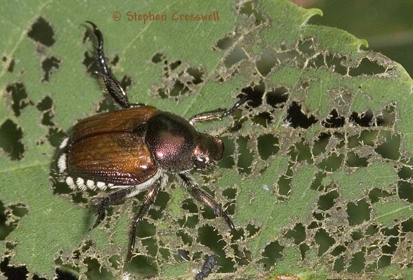 Popillia japonica, Japanese Beetle photo