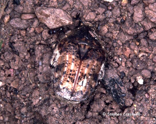 Bumble Flower Beetle, Euphoria inda photo