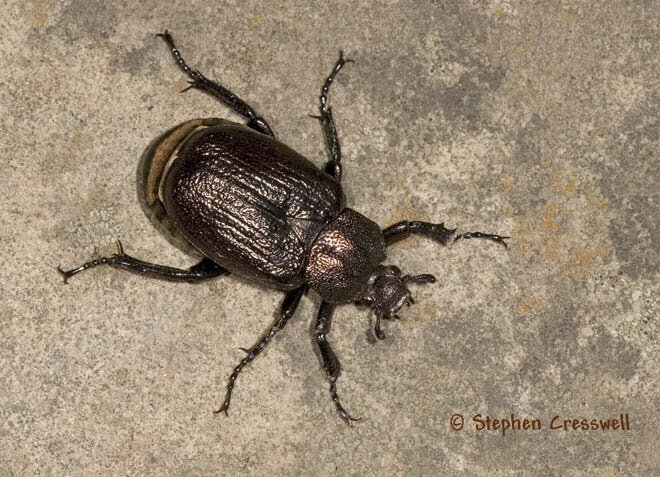 Osmoderma scabra, Scarab Beetle photo
