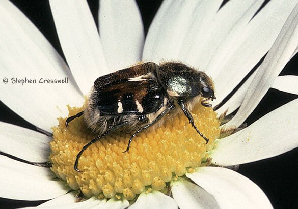 Trichiotinus affinis, Flower Scarab Beetle photo