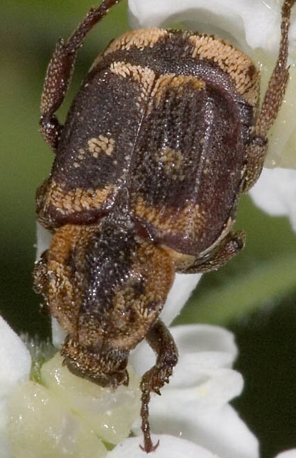 Valgus seticollis, Scarab Beetle, Flower Chafer photo