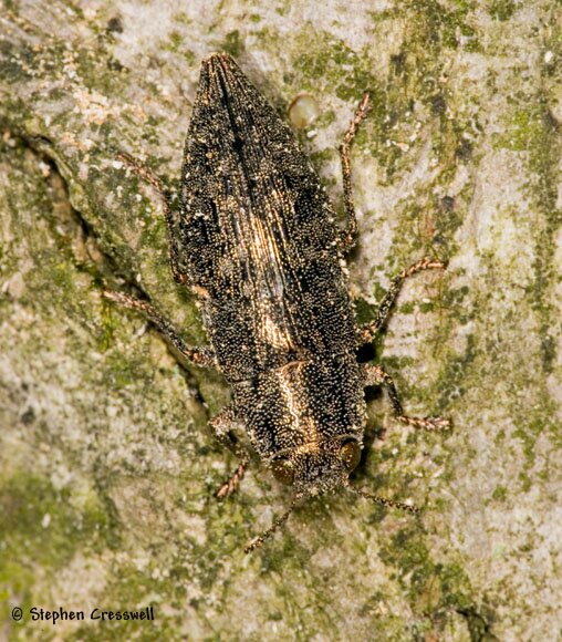 Dicerca lurida, Metallic Wood-Boring Beetle photo