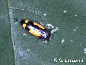 Ptosima gibbicollis, Redbud Buprestid