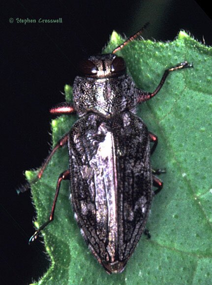 Chrysobothris sp., Buprestid Beetle