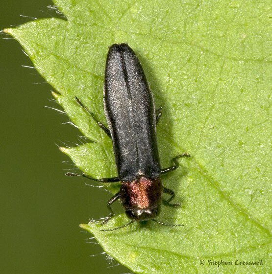 Agrilus ruficollis, Red-necked Cane Borer