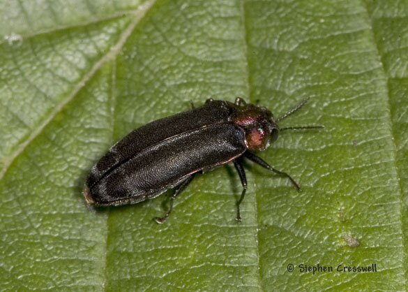 Eupristocerus cogitans adult, Buprestid Beetle