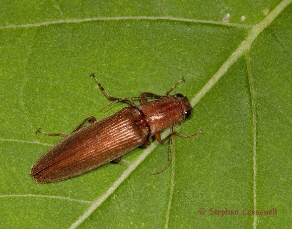 Athous sp., Click Beetle, Elater photo