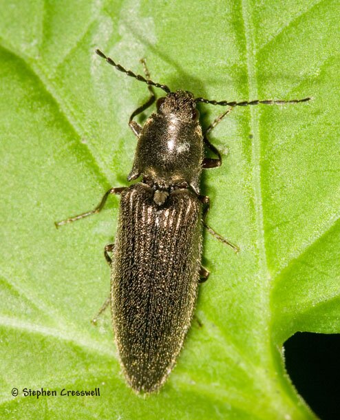 Limonius sp., Click Beetle photo