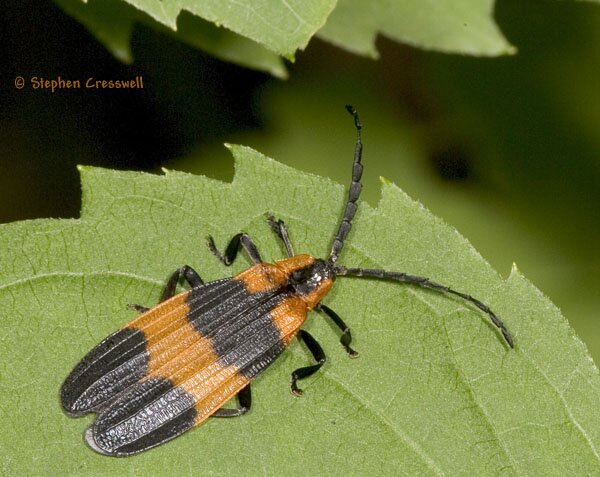 Calopteron reticulatum, Banded Netwing photo