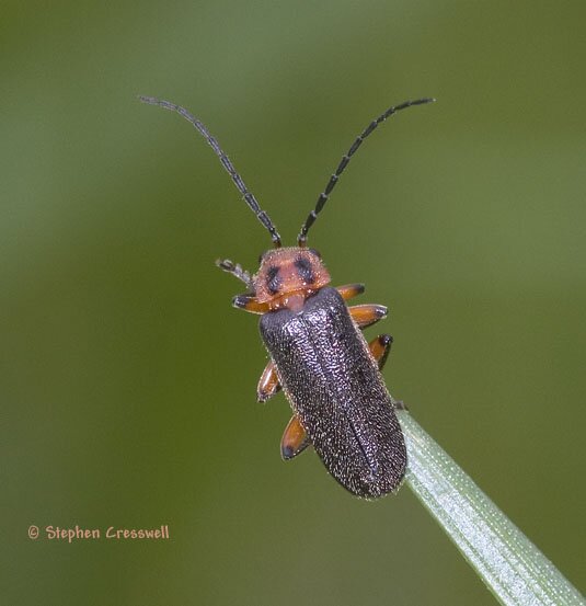 Ancistronycha bilineata image, Two-lined Soldier Beetle