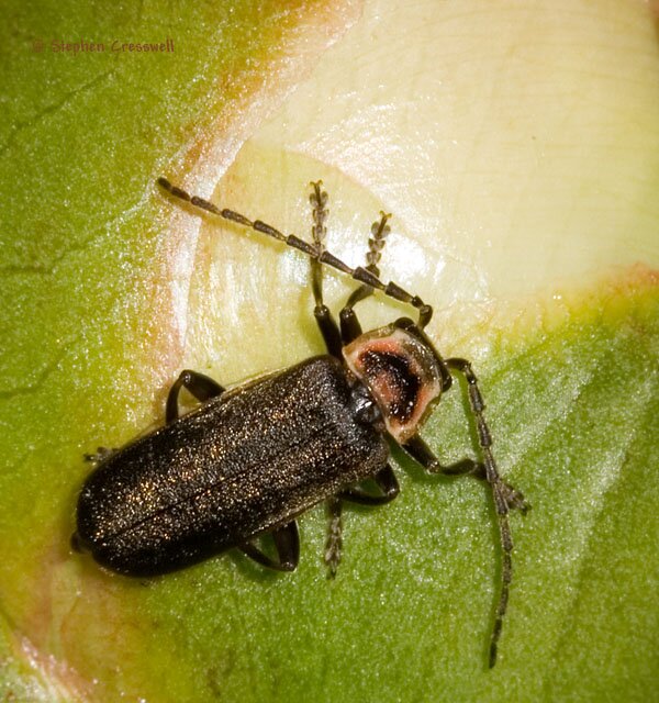 Atalantycha cf. dentiger (Ancistronycha), Soldier Beetle
