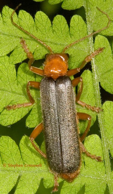 Cantharis rotundicollis, Soldier Beetle photo