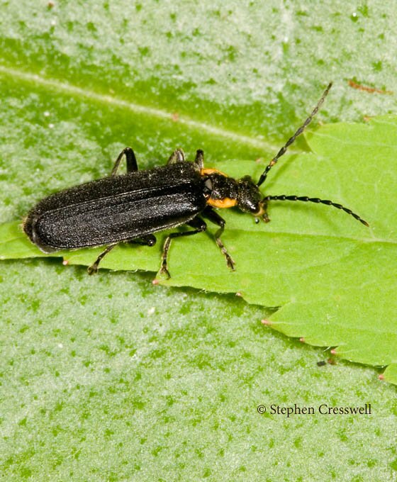 Podabrus rugosulus image, Wrinkled Soldier Beetle