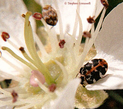 Anthrenus scrophulariae, Buffalo Carpet Beetle photo