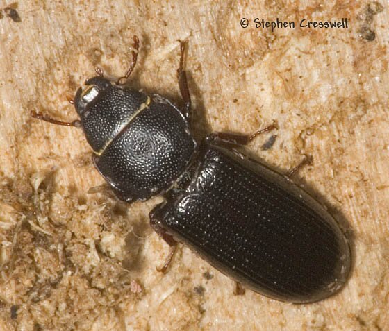 Tenebroides sp., Bark-Gnawing Beetle