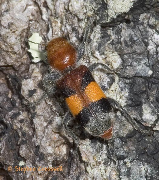 Enoclerus ichneumoneus, Checkered Beetle photo