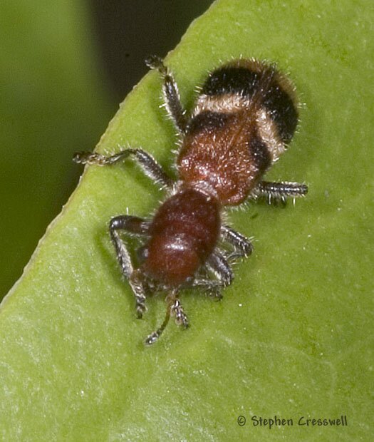 Enoclerus rosmarus photo, Checkered Beetle