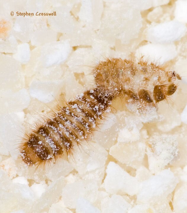 Dermestid Beetle larvae, Carpet Beetles