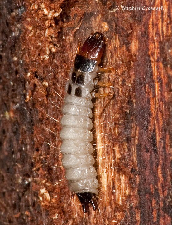 Temnoscheila sp., Beetle larva